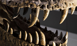 Dinozorlar ne soludu? Yeni yöntem antik CO₂ seviyelerini ortaya çıkarıyor