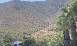 Marmaris’te yangın yaraları sarılıyor! Orman yeniden doğuyor