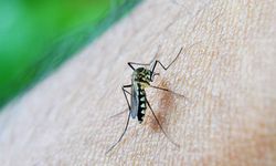 Çin'de chikungunya virüsü: Vaka sayısı 7 bini geçti