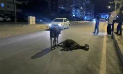 Yürekleri sızlatan görüntü! Başından ayrılmadı