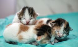 İnternette kedi işkencesi: Küresel ağ ortaya çıkarıldı