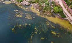 Seyhan Nehri yosun akınına uğradı: Kenarı çöplerle doldu