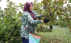 Ordu'da üreticiler fındık hasadına başladı