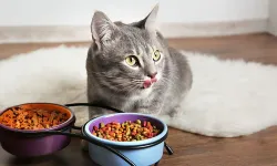 Düzce'den 420,3 ton kedi köpek maması ihraç edildi