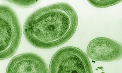 Dünyanın oksijen kaynağı tehlikede! Prochlorococcus ısınmaya dayanamıyor