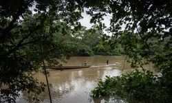 Araştırma: Avustralya'nın tropikal yağmur ormanları artık emdiğinden daha fazla karbondioksit salıyor