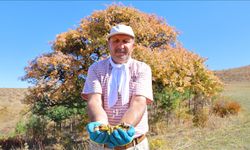 Cebinde taşıdığı tohumları 21 yıldır köyünün çorak arazileriyle buluşturuyor
