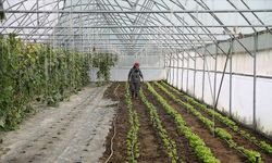 Edirneli Şirin teyze ikinci serasına kavuşuyor!