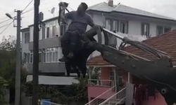 Düzce'de köpeklerden kaçan kedi direkte mahsur kaldı