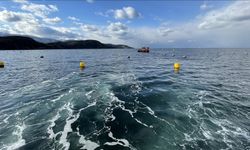 Marmara Denizi'nde mikroskobik hayvanların sayısının değişmesi ekosistemi olumsuz etkiliyor