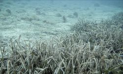 Marmara'yı inceleyen ALEMDAR II gemisi güneyde müsilaja rastlamadı