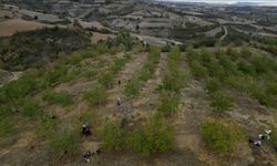 Tekirdağ'da bozuk orman arazisinde yetiştirilen cevizlerin hasadı başladı