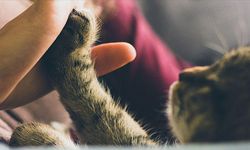 AB mahkemesi, uçuşlarda evcil hayvanı "bagaj" olarak sınıflandırdı