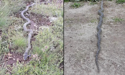 Hayvan otlatırken karşısına çıktı, büyük panik yaşadı!