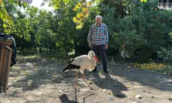 Hatay'da bulduğu leyleği tavuklarla besliyor
