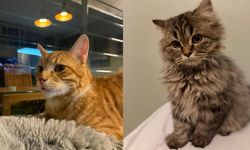 Kediler sandığımızdan çok daha sonra yoldaşımız oldu