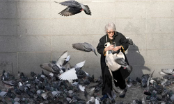 Paris'in gönüllü güvercin doktoru