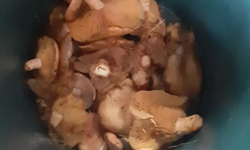 Bolu'da topladığı mantarları yiyen kişi zehirlendi