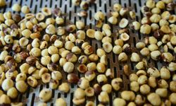 Düzce'den AB ülkelerine 15 bin 750 ton iç fındık ihraç edildi