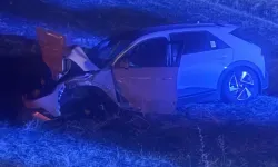 Muş'ta otomobilin çarptığı inek telef oldu