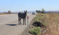Yürekleri yakan görüntü! Ölen annesinin başında bekledi