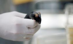 Yeni ilaç karışımı erkek farelerin ömrünü yüzde 73 uzattı