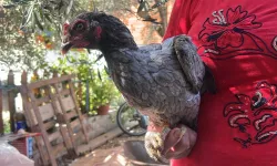 Mavi yumurtlayan tavuklara gözü gibi bakıyor