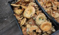 Ormanda kendiliğinden yetişen mantar kilogramı 350 TL'den satılıyor