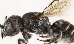 Şeytan boynuzlu yeni arı türü keşfedildi!