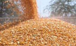 Malavi mısır ihracatını yasakladı