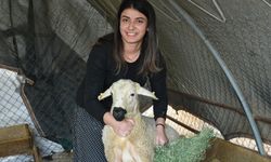 Devlet desteğiyle besiciliğe başlayan kadın 250 hayvana ulaştı