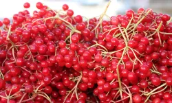 Erzincan’da şifa deposu gilaburuya ilgi arttı