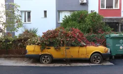 8 yıldır park halindeki otomobili sarmaşıklar kapladı