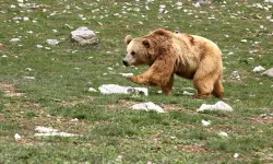 Japonya'da ayı saldırılarına karşı ek bütçe teklifi