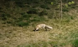 Yiyecek arayan tilkiler şehir merkezine indi