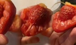 Marketten domates diye aldı evde çilek çıktı