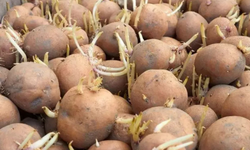 Patatesler böyle olursa sakın tüketmeyin!