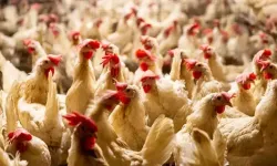 Dünya kuş gribi kıskacında: Hollanda'da dev itlaf