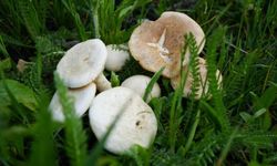 Mantar toplamaya gitti, ormanda kayboldu!