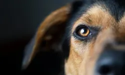 Sıra dışı kaza: Köpek sahibini vurdu