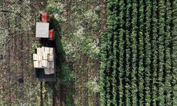 Tarım ÜFE ekimde aylık bazda yüzde 4 arttı