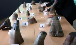 Değeri 800 bin dolardan fazla gergedan boynuzu ele geçirildi