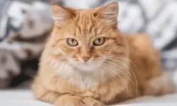 Ağır suçlamalar nedeniyle kediye ev hapsi verildi!