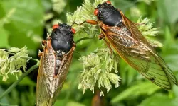 Amerika ve Avrupa'da yeni ve sinsi bir kovid!