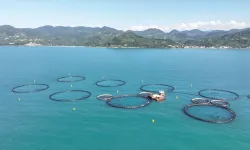 Su ürünlerinde iki aylık ihracattaki yüksek artış, yeni rekor beklentisini artırdı