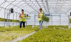Bosna Hersek'te kadınlar tarımsal üretime katılıyor