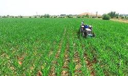 Artan maliyetlere karşı çiftçilere destek hazırlığı yapılıyor