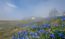 Kadıralak Yaylası'nın ünlü 'mavi yıldız' çiçekleri