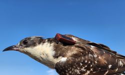 Iğdır'dan uydu vericiyle takibe alınan bozkır delicesi 4 günde Azerbaycan'a uçtu