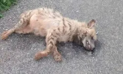 Şanlıurfa'da çizgili sırtlan yolda ölü bulundu